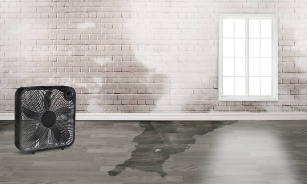 Best Flood damage cleanup  in Wlow Springs, IL